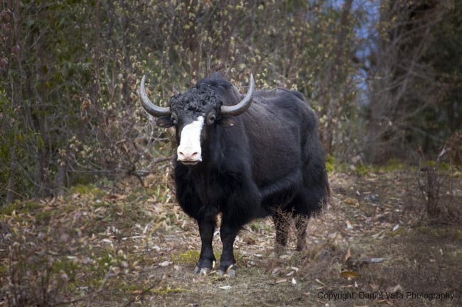 079-91528_Bhutan-Yak